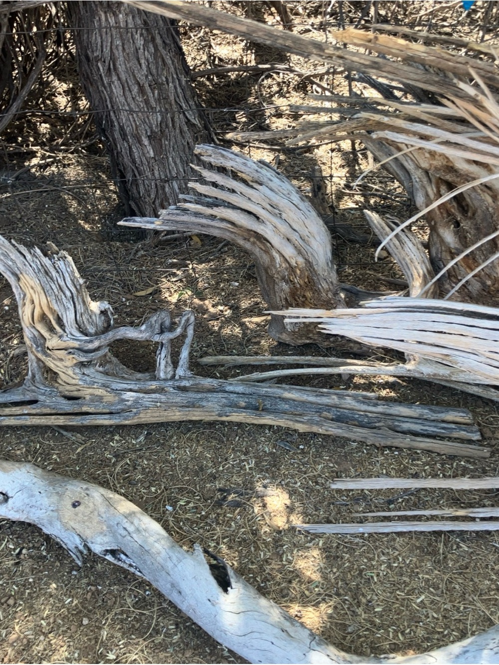 Saguaro branch arm skeletons , ranging from 32” to 16” you pick from 6 choices